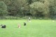 Thumbs/tn_Bild 017.jpg